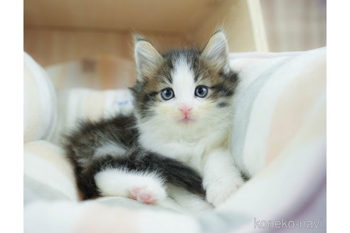 販売中の千葉県のノルウェージャンフォレストキャット-116769